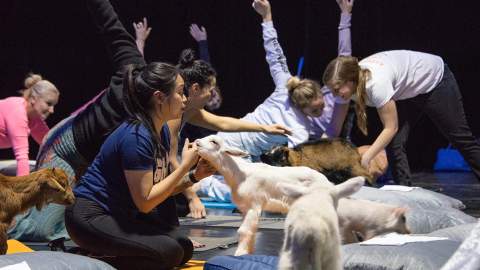 Meditating with Baby Farm Animals Is Australia's Newest Wellness Trend