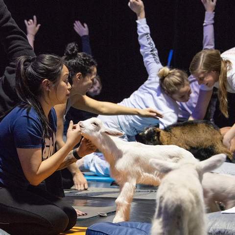 Meditating with Baby Farm Animals Is Australia's Newest Wellness Trend