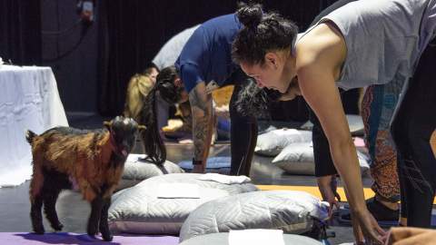 Meditating with Baby Farm Animals Is Australia's Newest Wellness Trend