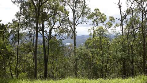 You'll Soon Be Able to Zoom Down Brisbane's Mt Coot-tha Via Zipline