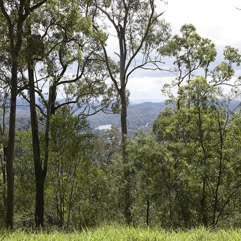 You'll Soon Be Able to Zoom Down Brisbane's Mt Coot-tha Via Zipline