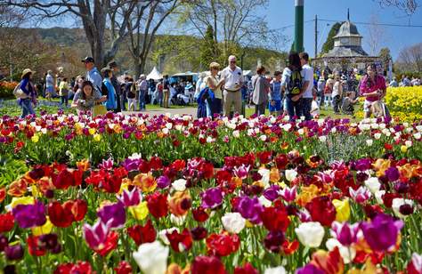 Tulip Time