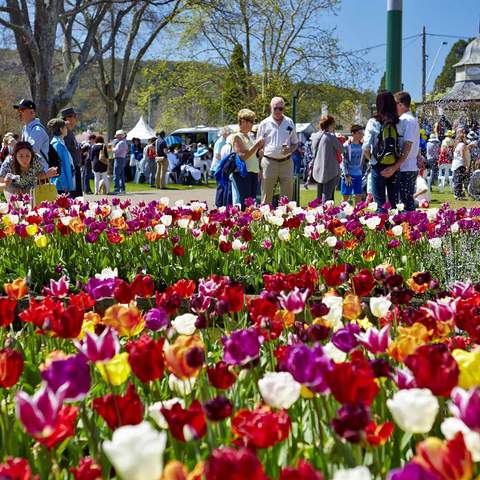 Tulip Time