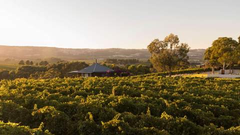 You Can Now Sleep In a Luxury Pod Right Next to the Vines at This South Australian Winery