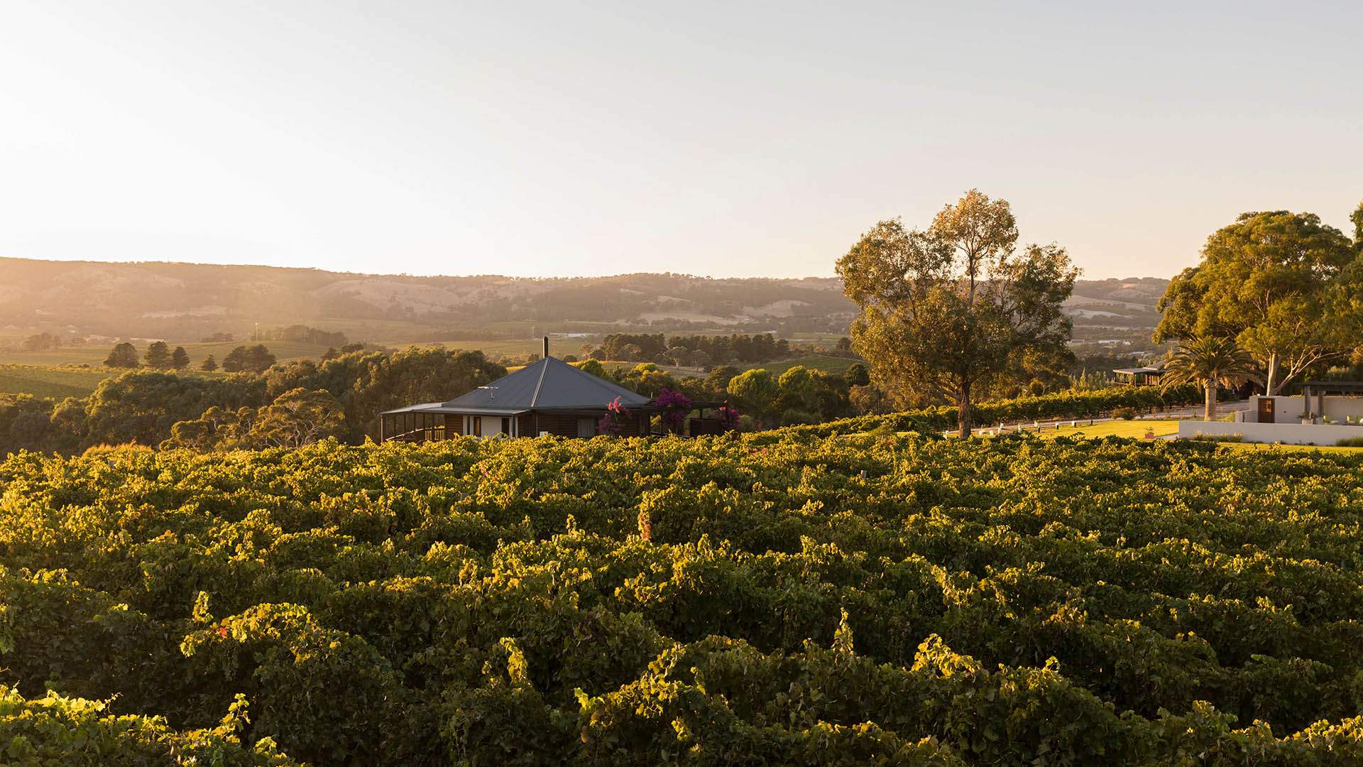 You Can Now Sleep In a Luxury Pod Right Next to the Vines at This South Australian Winery