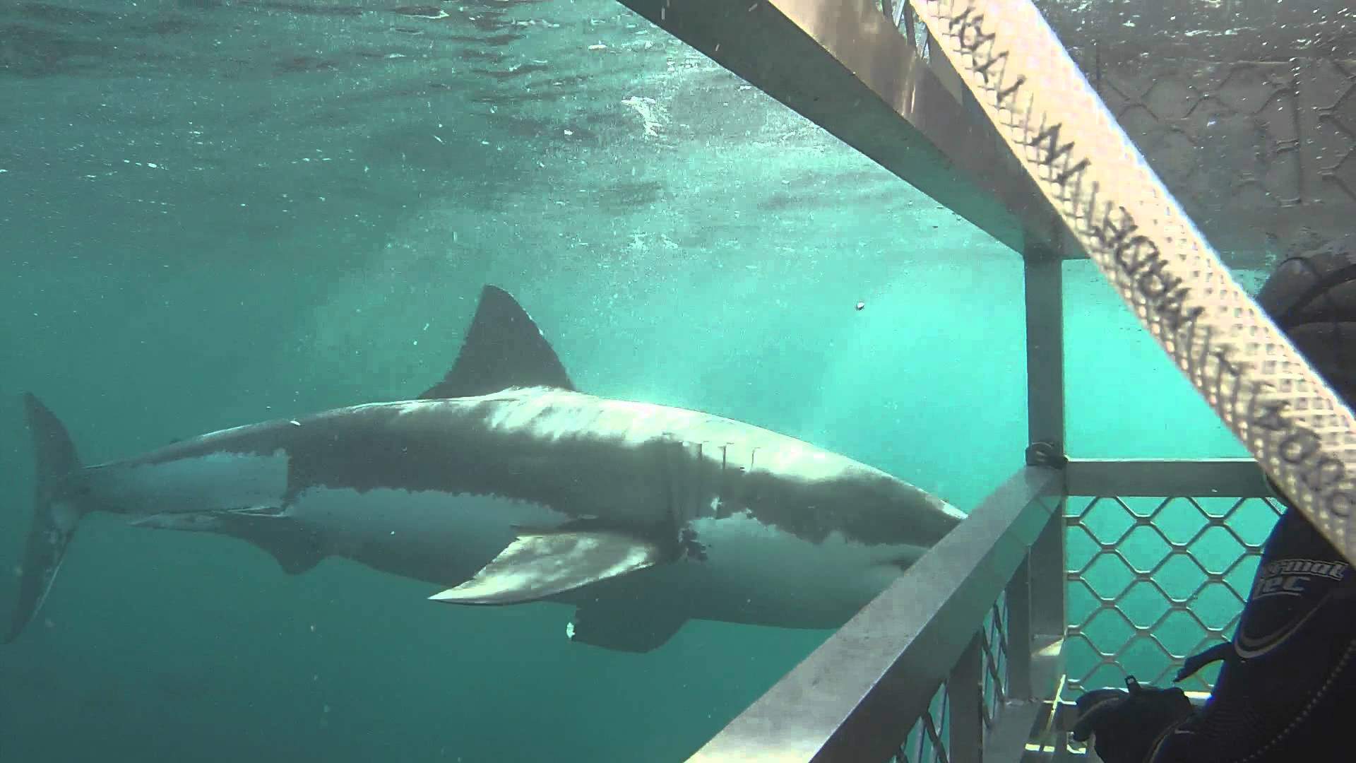 Shark Dive New Zealand