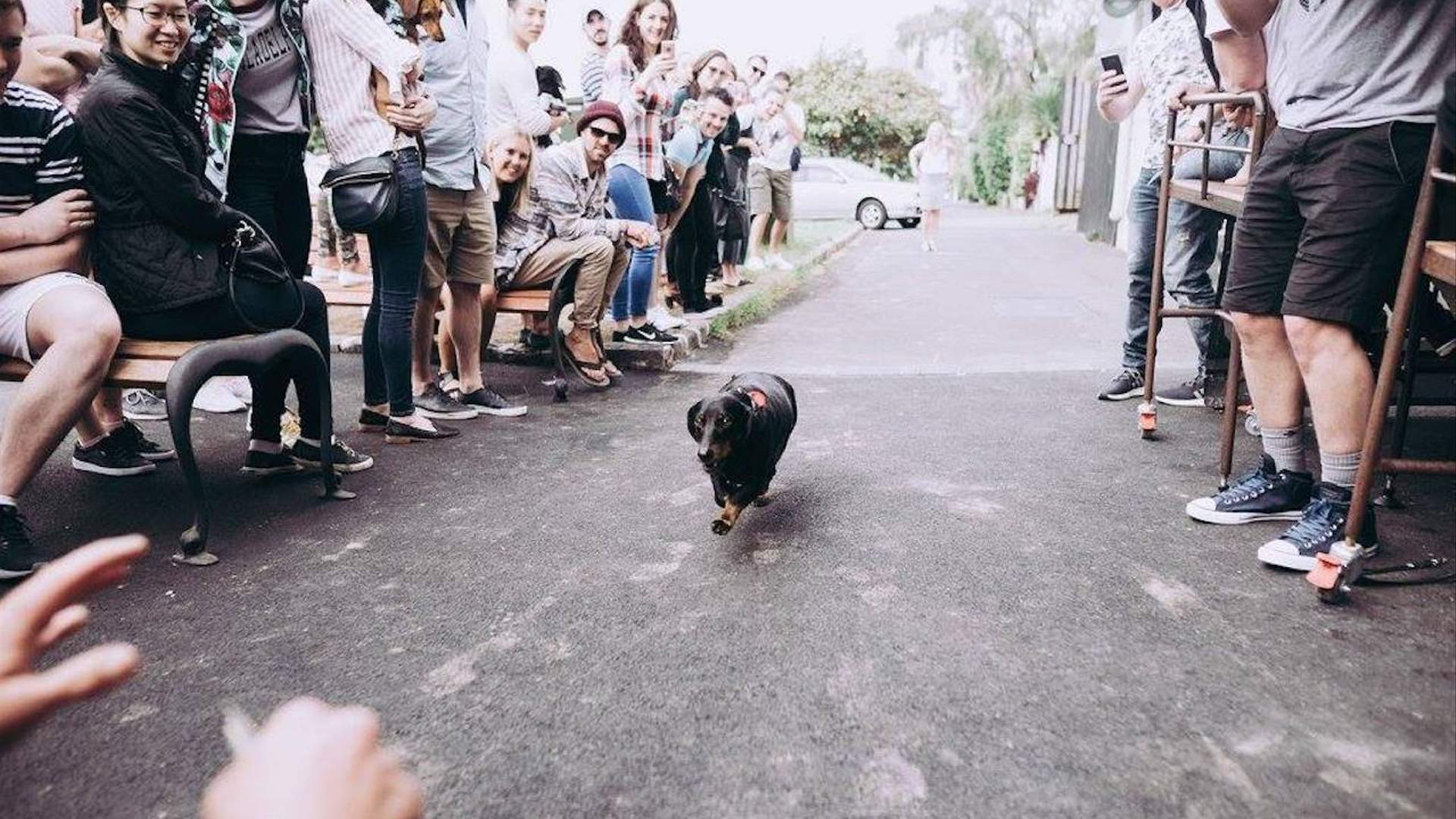 Chapel's Annual Oktoberfest Sausage Dog Race, Auckland