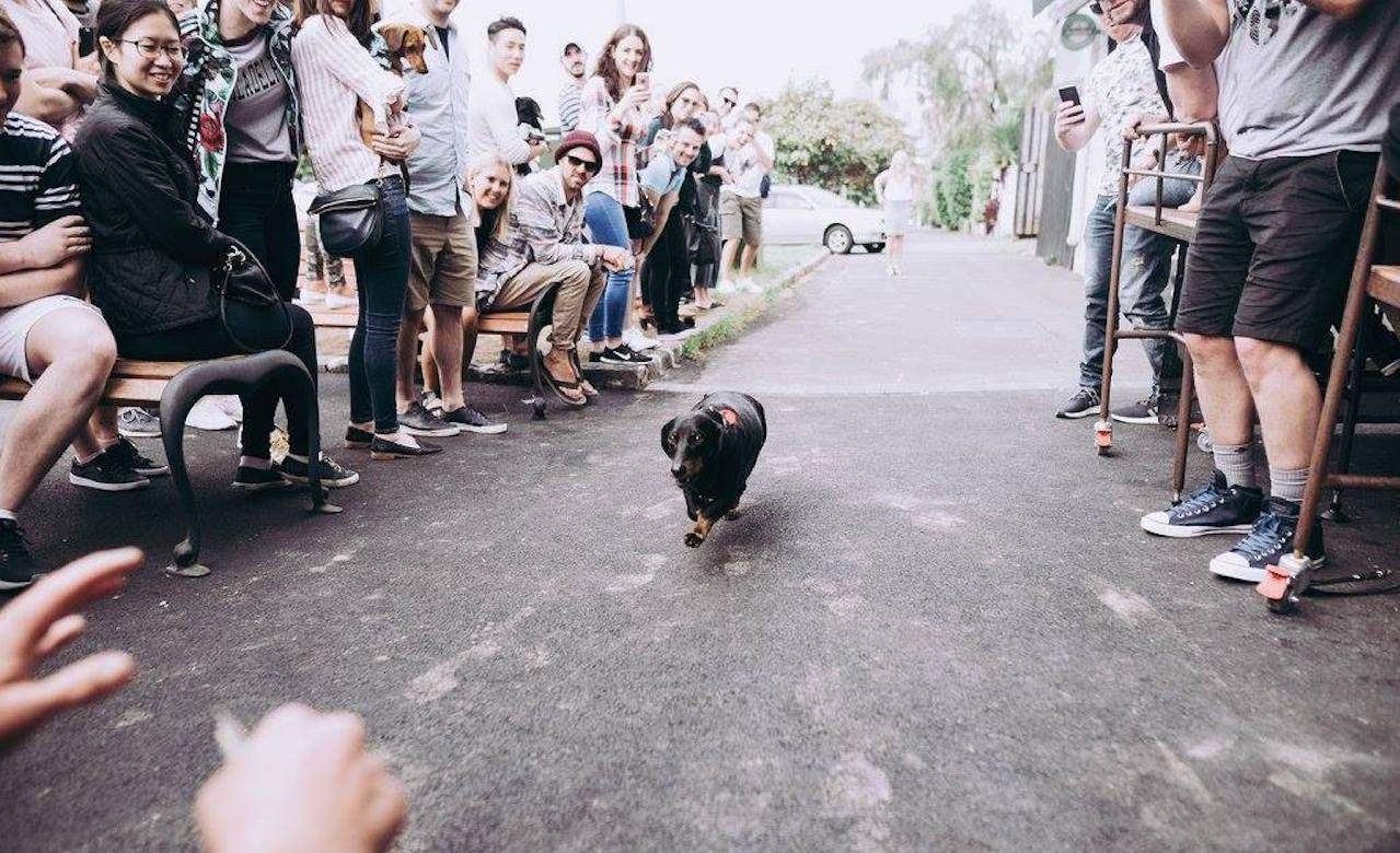 Chapel's Annual Oktoberfest Sausage Dog Race