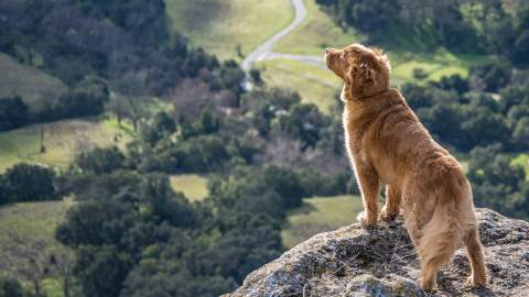 The Best Places to Go Camping, Hiking and Swimming With Your Dog in Victoria.