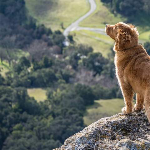 The Best Places to Go Camping, Hiking and Swimming With Your Dog in Victoria.