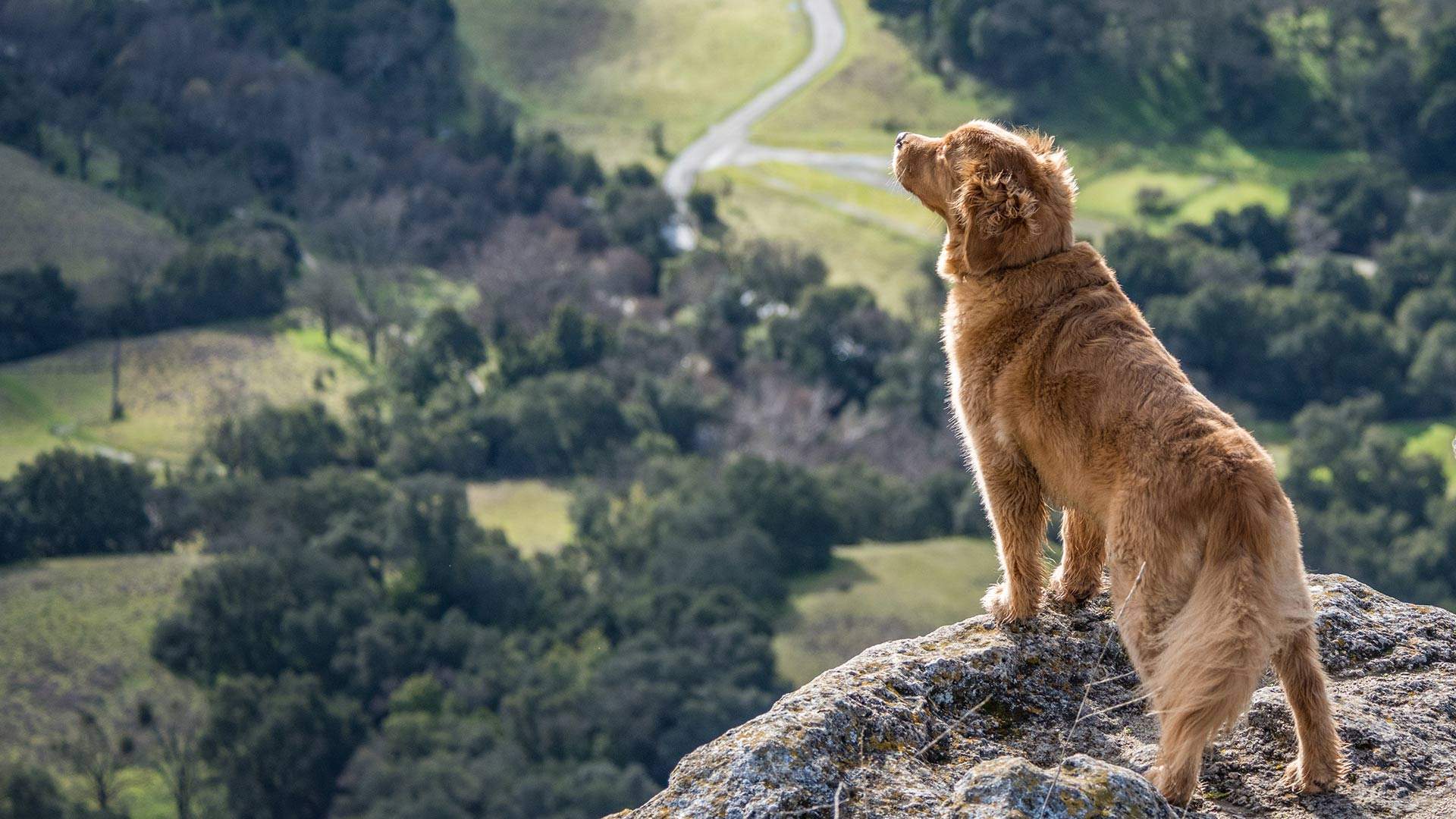 Seven of the Best Spots Where You Can Camp, Hike and Swim with Your Dog in Victoria