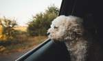 Everything You Need to Know Before Heading on a Road Trip with Your Pet