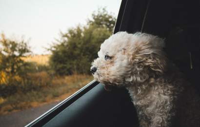 Background image for Everything You Need to Know Before Heading on a Road Trip with Your Pet
