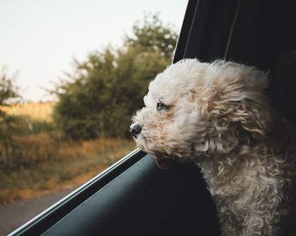 Everything You Need to Know Before Heading on a Road Trip with Your Pet