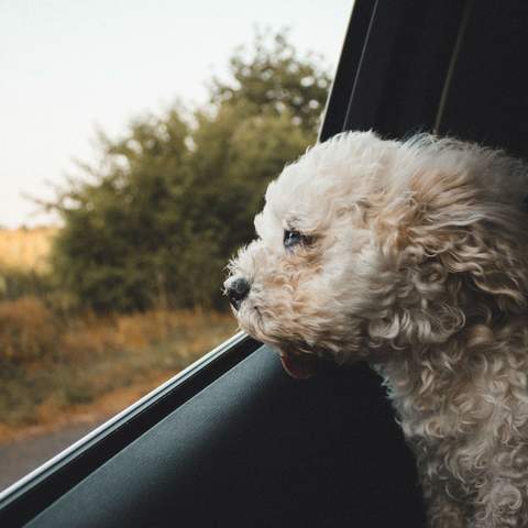 Everything You Need to Know Before Heading on a Road Trip with Your Pet