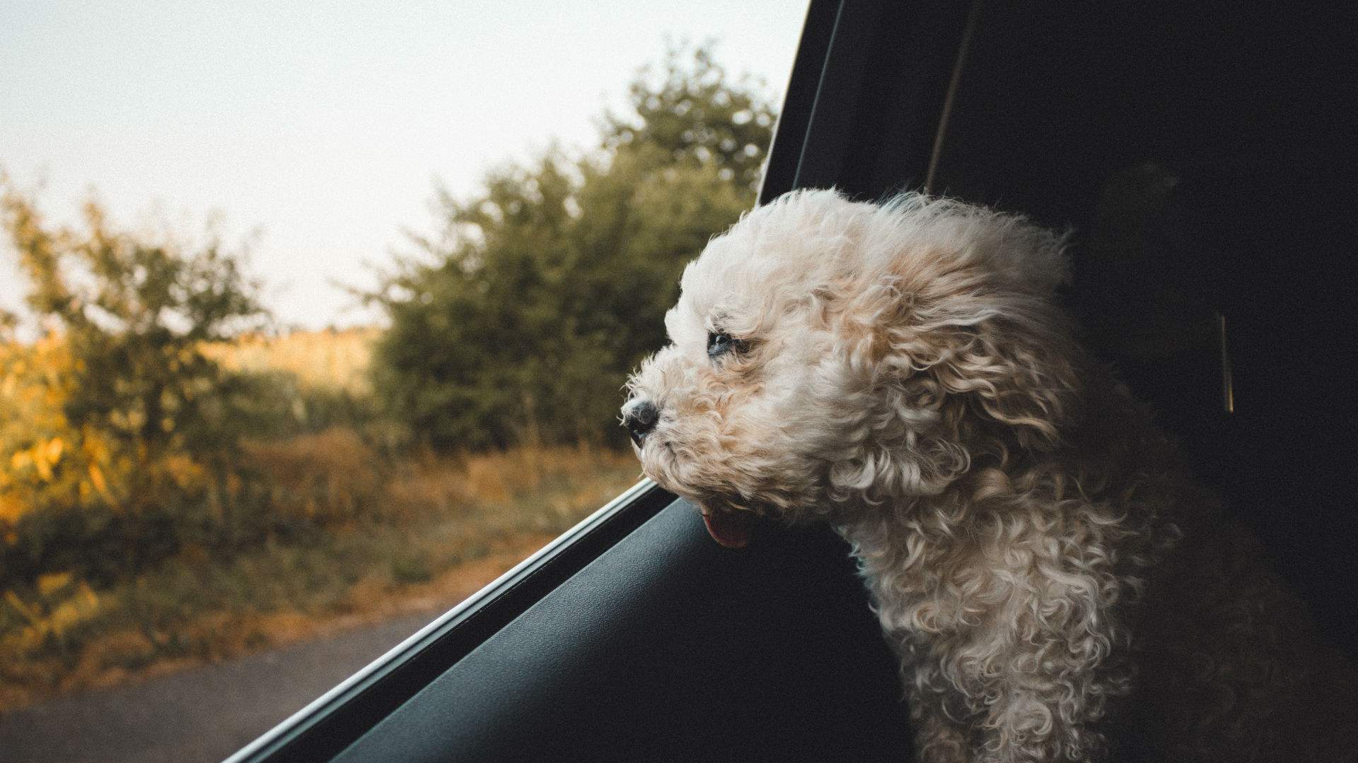 Everything You Need to Know Before Heading on a Road Trip with Your Pet