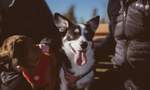 Five Dog-Friendly Trips Around Regional Victoria to Take with Your Fur Baby