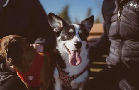 Five Dog-Friendly Trips Around Regional Victoria to Take with Your Fur Baby