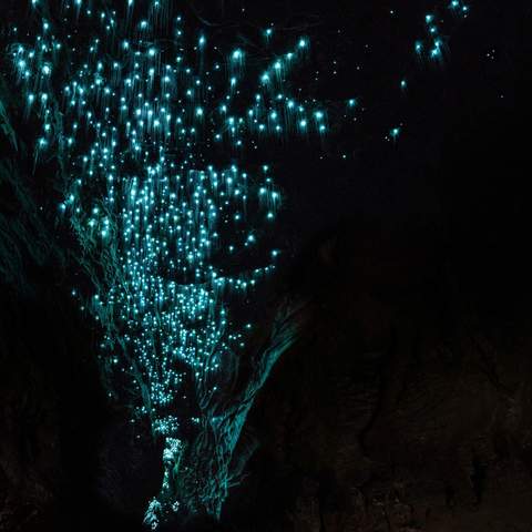 Te Anau Glow Worm Caves