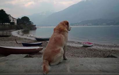 Background image for Netflix's New 'Dogs' Docuseries Is All About Adorable Canines from Around the World