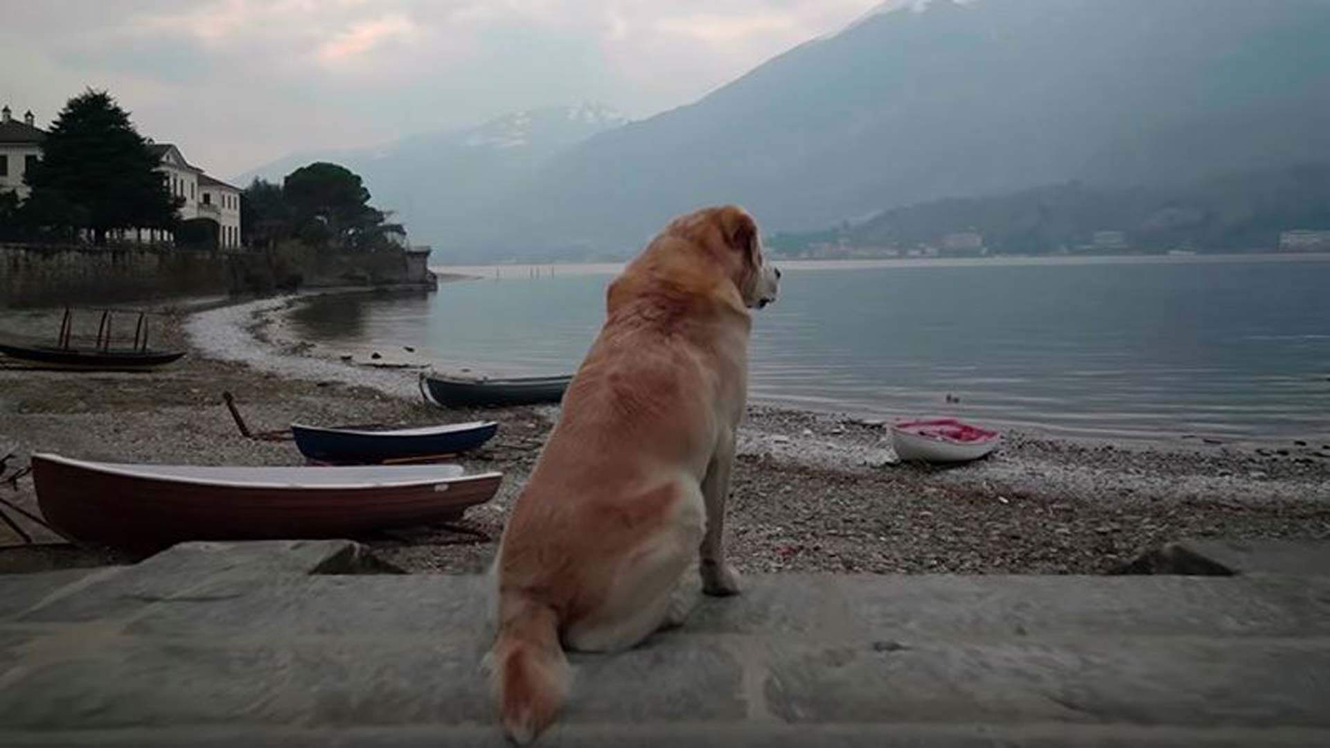 Netflix Is Bringing Its Endearing 'Dogs' Docuseries Back for a Second Season