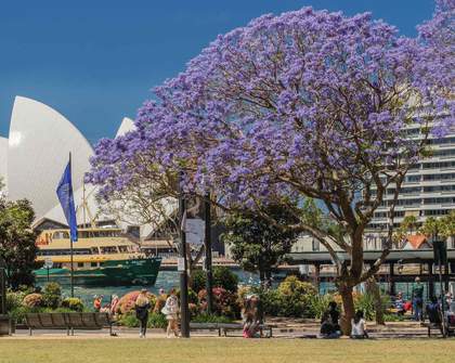 The Best Places to See Sydney's Jacarandas Bloom This Spring