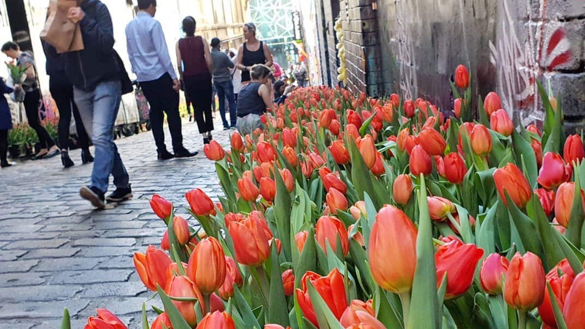 An Installation of 35,000 Tulips Popped Up in Hosier Lane Overnight