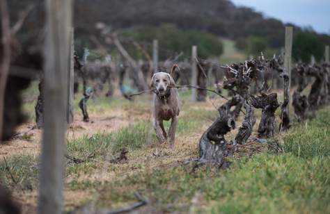 Visit Victoria Has Created a Slightly Ridiculous Tourism Ad Encouraging Dogs to Go on Holiday