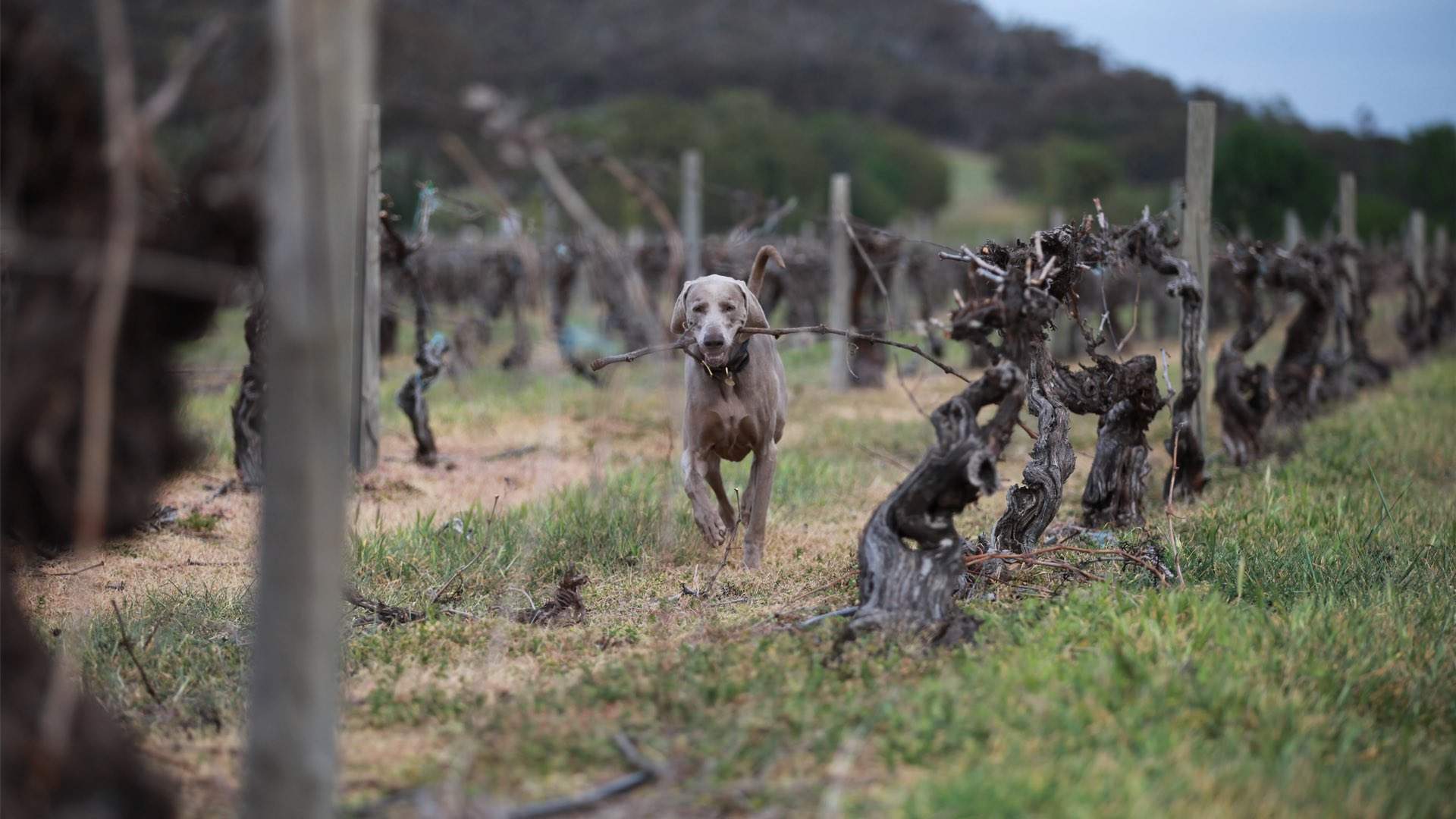 Visit Victoria Has Created a Slightly Ridiculous Tourism Ad Encouraging Dogs to Go on Holiday