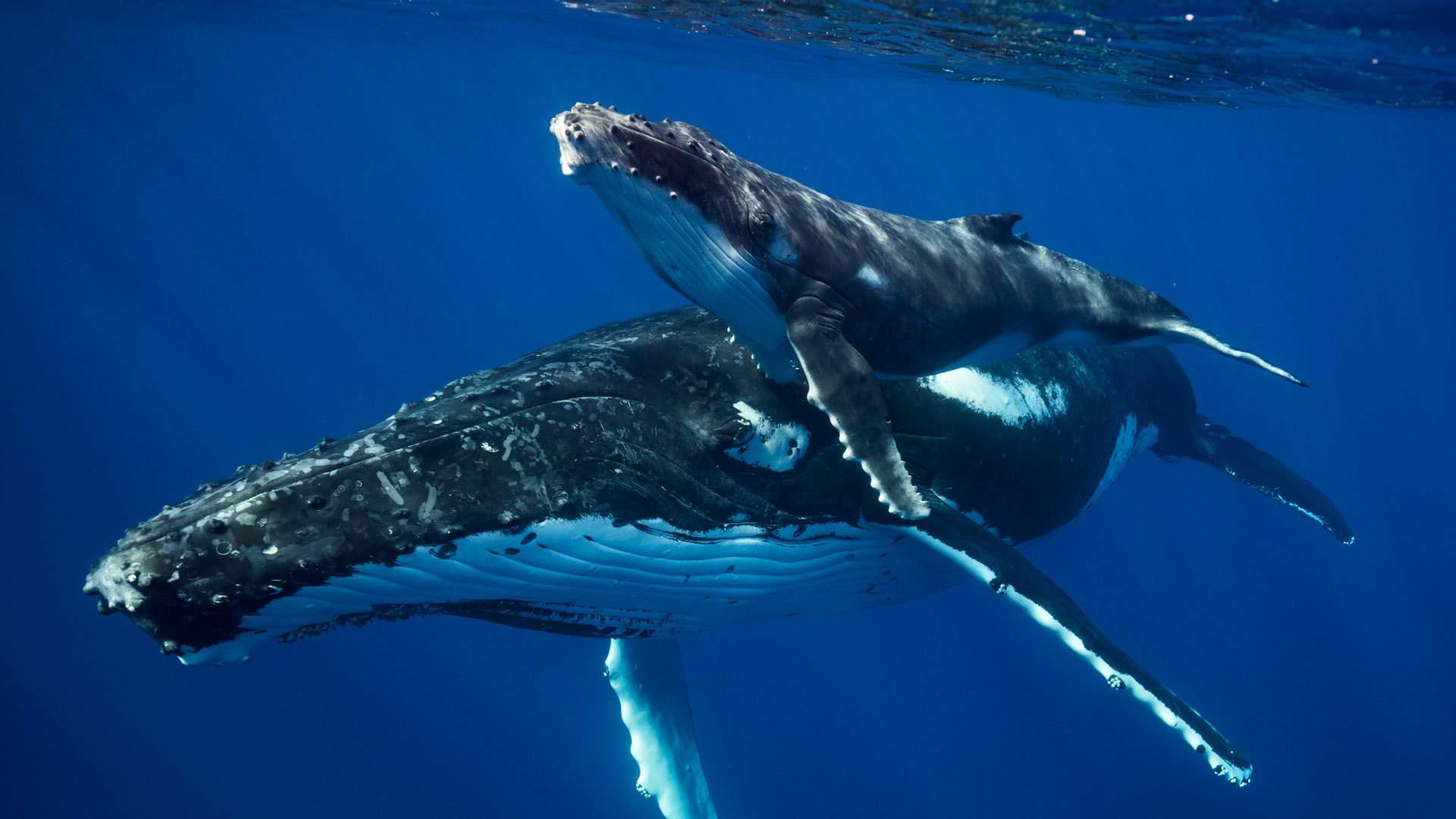 Whales | Tohora