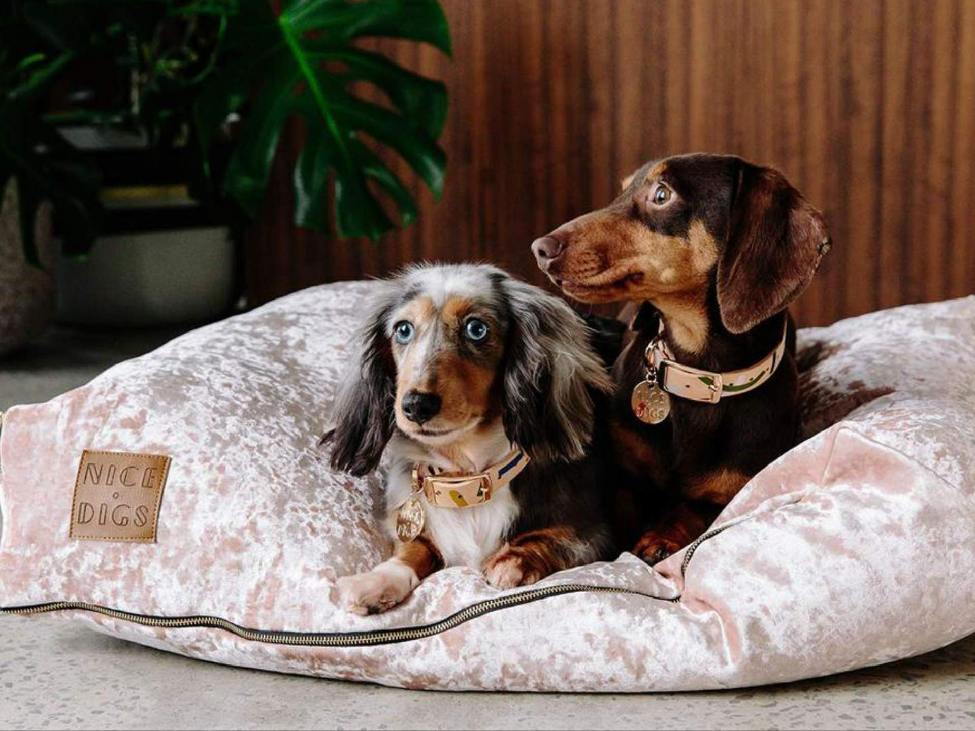 https://cdn.concreteplayground.com/content/uploads/2018/11/nice-digs-velvet-dog-bed-peach-website-1920x1440.jpg