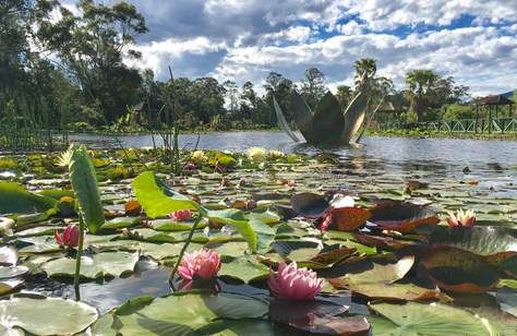 Blue Lotus Water Garden