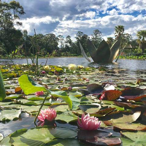 Blue Lotus Water Garden 2019–20