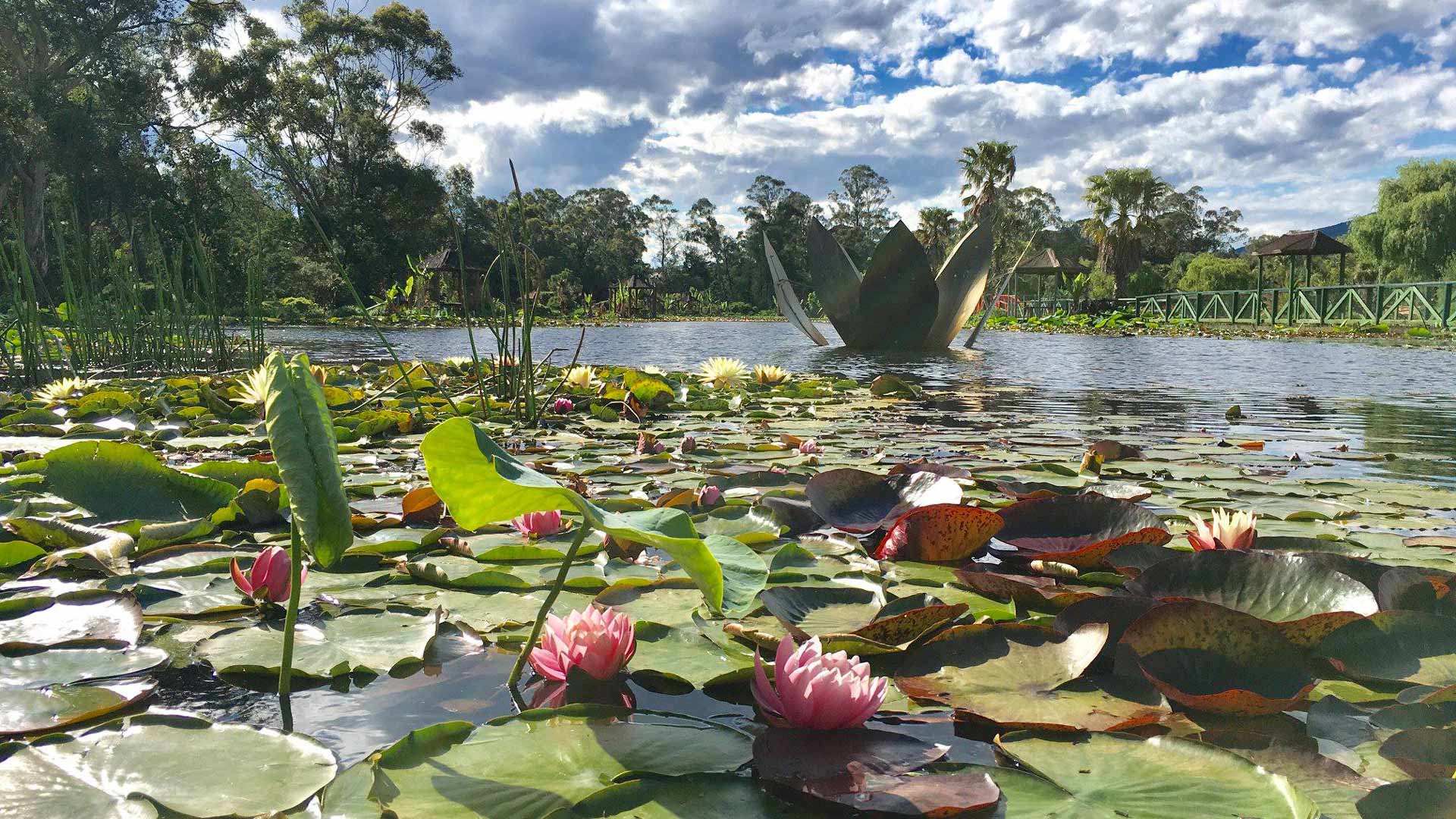 Blue Lotus Water Garden 2019–20