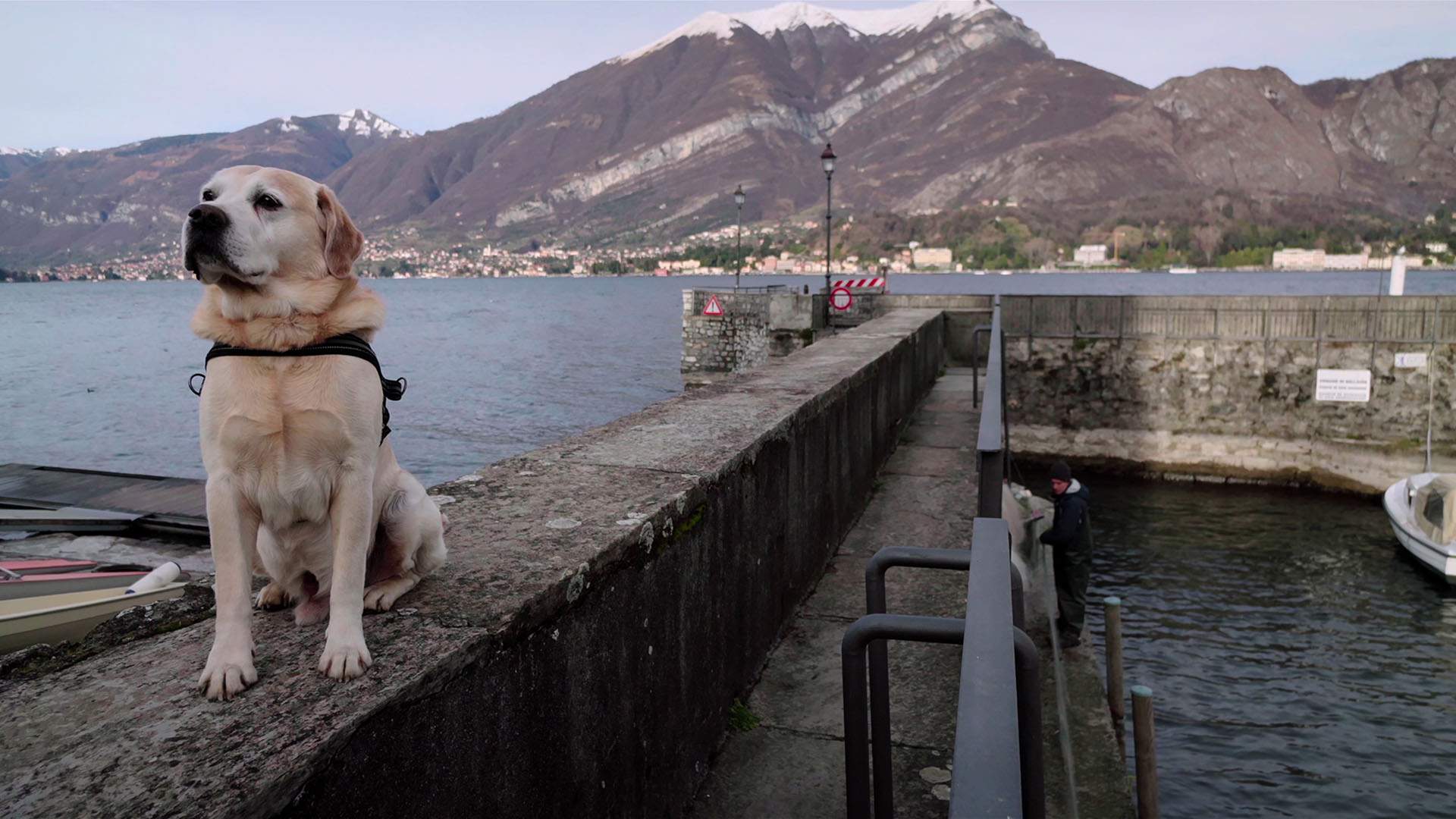 Netflix's Adorable 'Dogs' Docuseries Has Your Heartwarming Holiday Binge Session Sorted