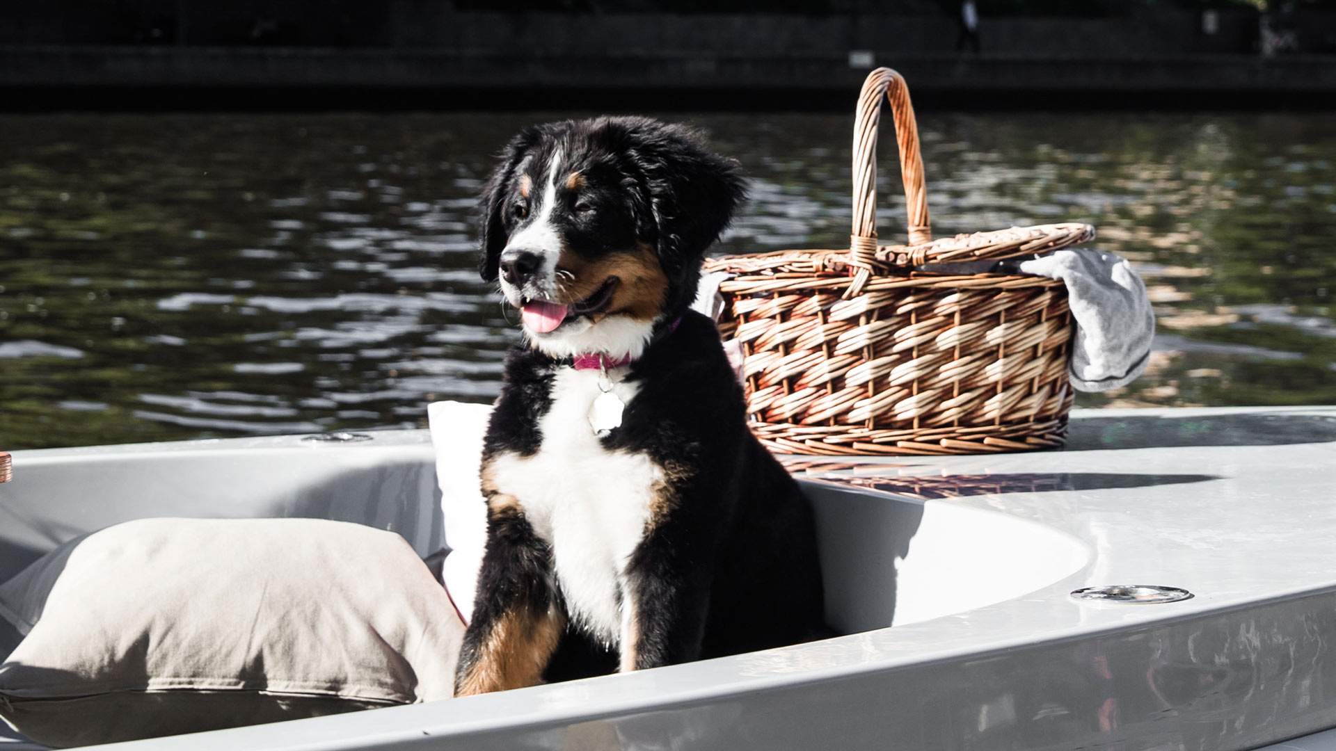 You'll Be Able to Hire a Pet-Friendly BYO Picnic Boat to Sail Down the Brisbane River From May