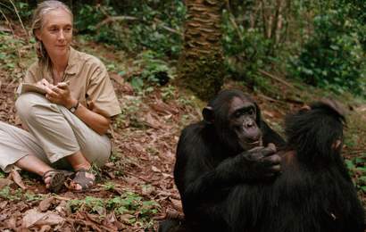 Background image for Dr Jane Goodall Is Coming to Australia to Chat About Her Pioneering Work with Chimpanzees
