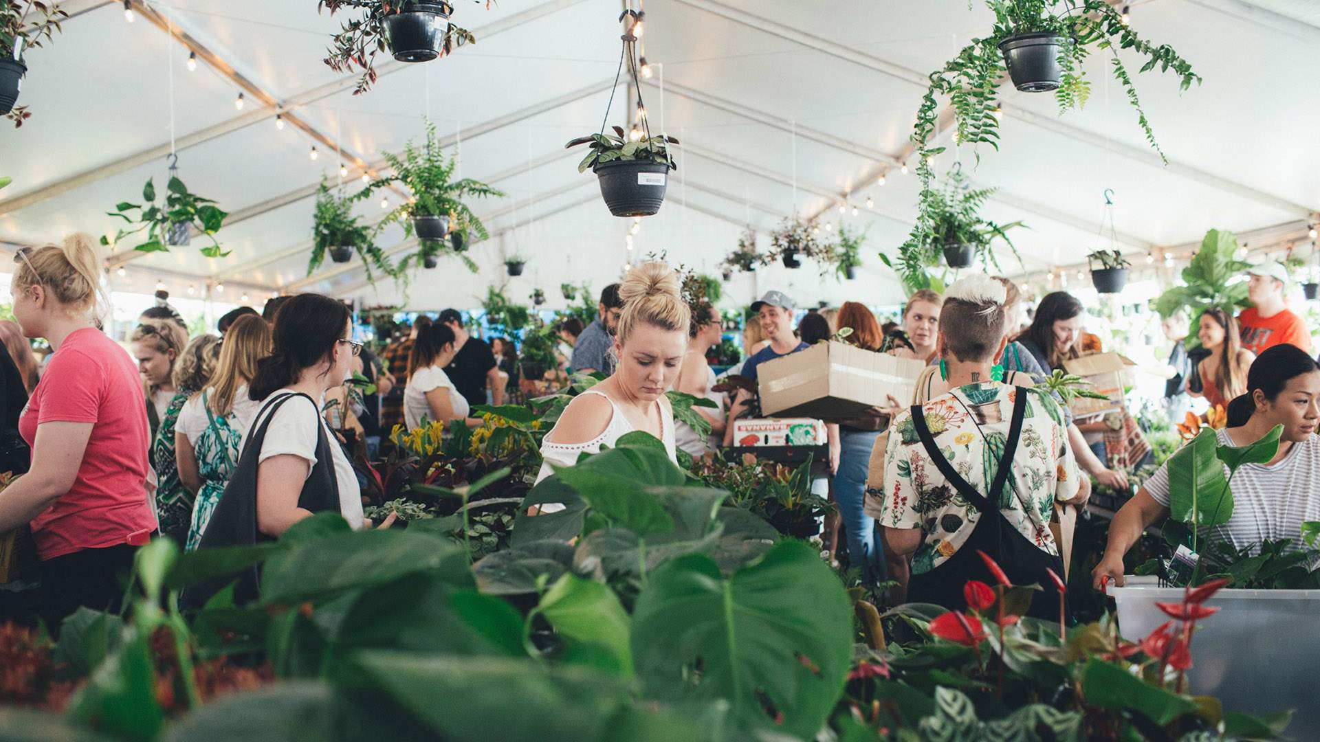 Jungle Collective Indoor Plant Warehouse Sale: Tropicana Party