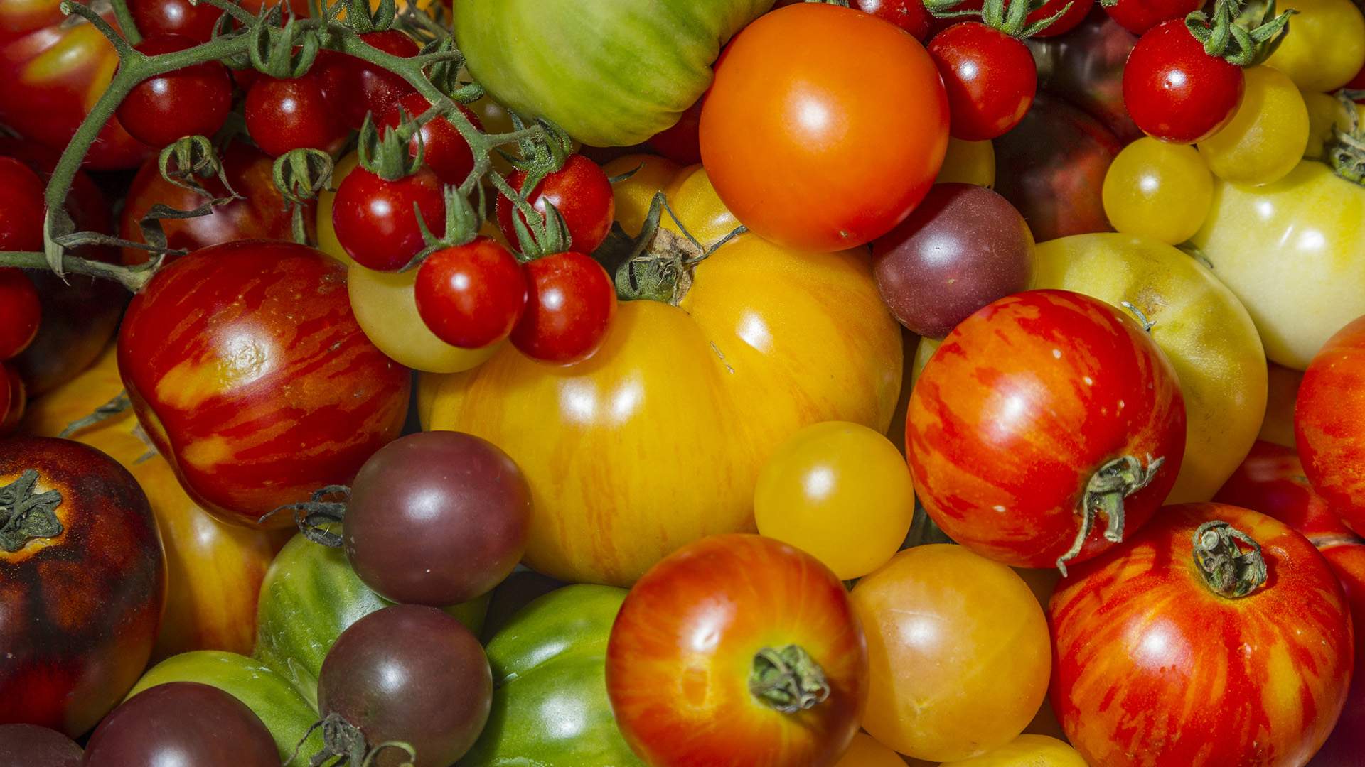 Tomato Festival 2019, Sydney