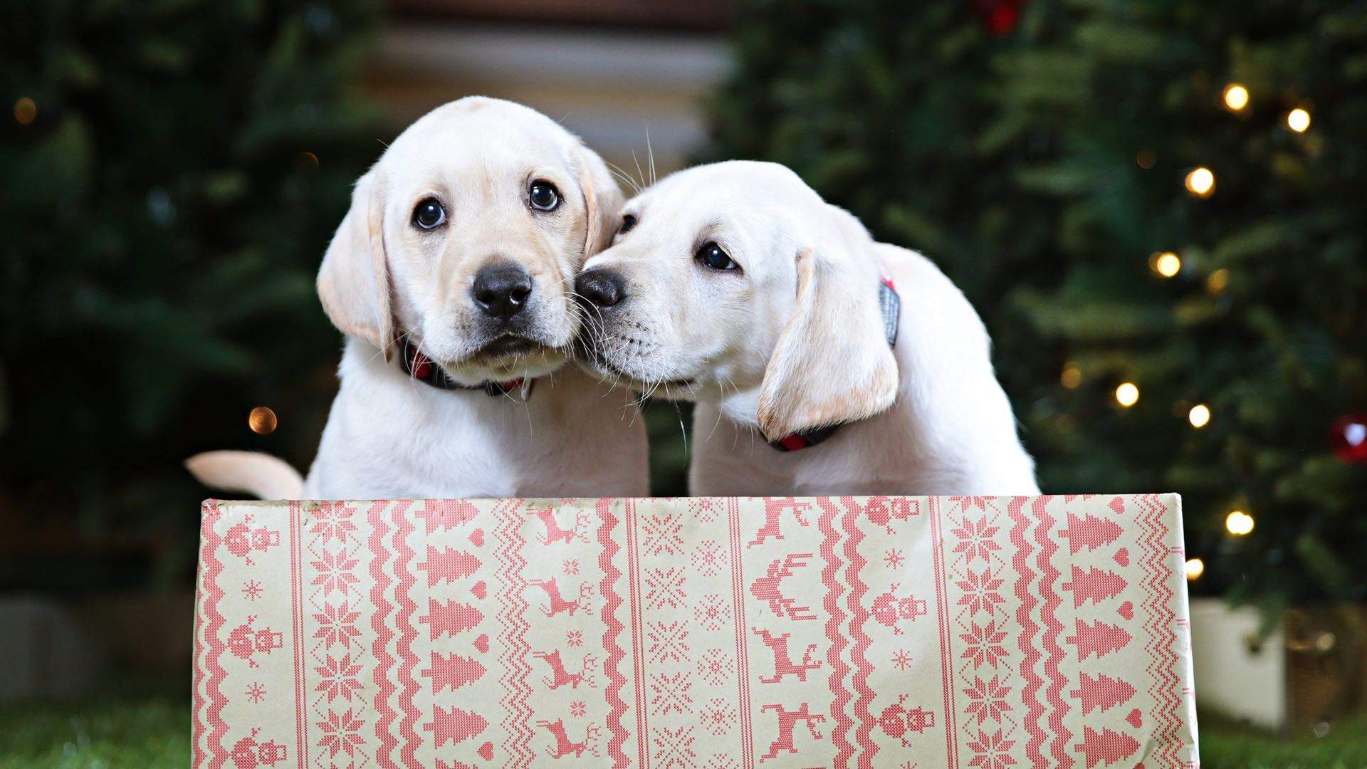 Sydney, You're Up: Guide Dogs NSW Needs You to Look After These Fresh New Pups