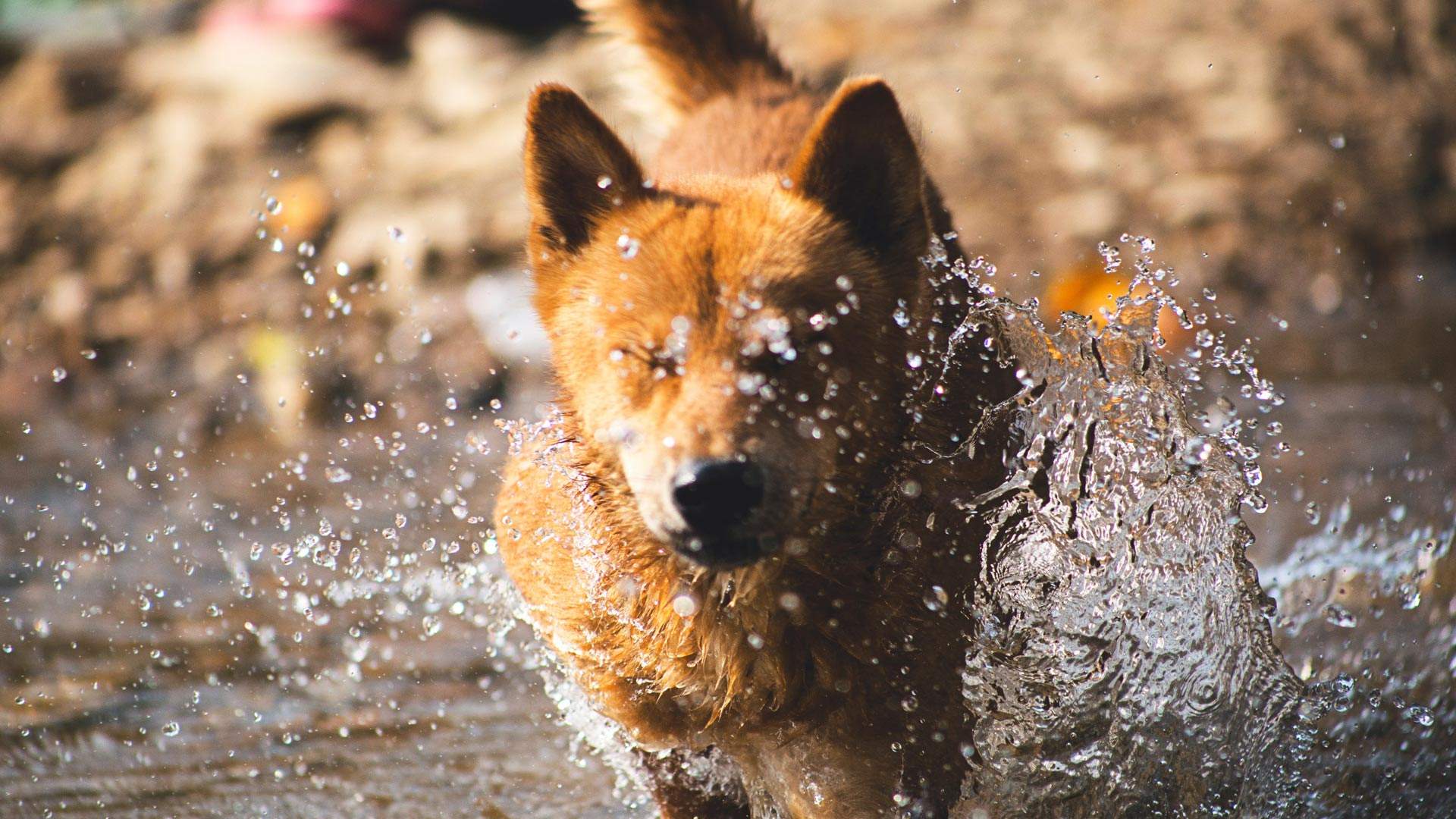 dog friendly parks trail leash off-leash Melbourne