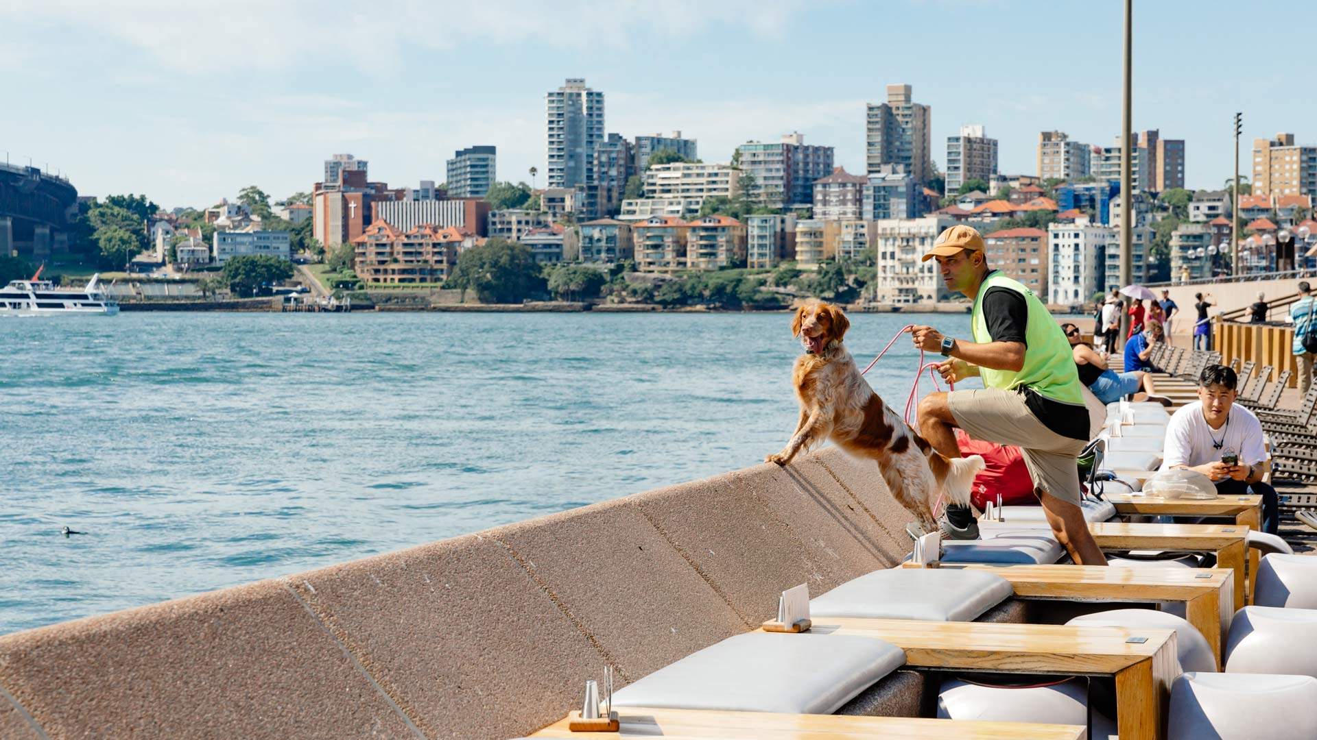 A Group of Very Good Dogs Is Helping to Keep the Sydney Opera House's Restaurants Seagull-Free
