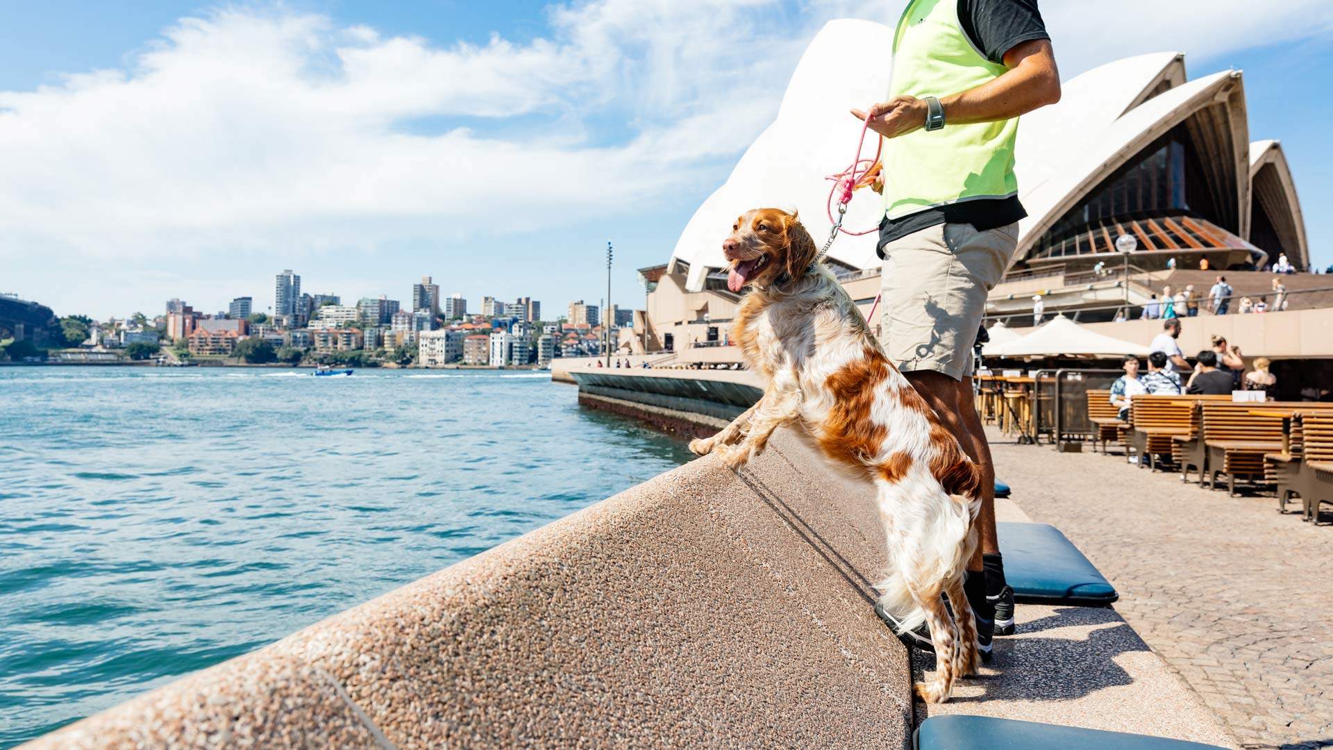 A Group of Very Good Dogs Is Helping to Keep the Sydney Opera House's Restaurants Seagull-Free