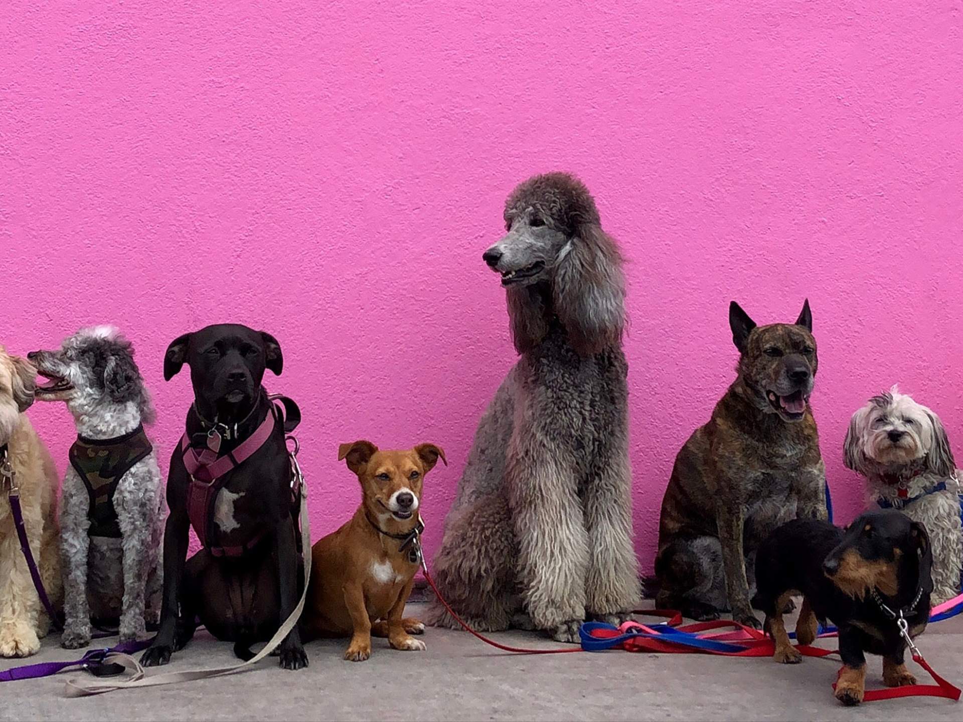 Puppy Palooza Concrete Playground