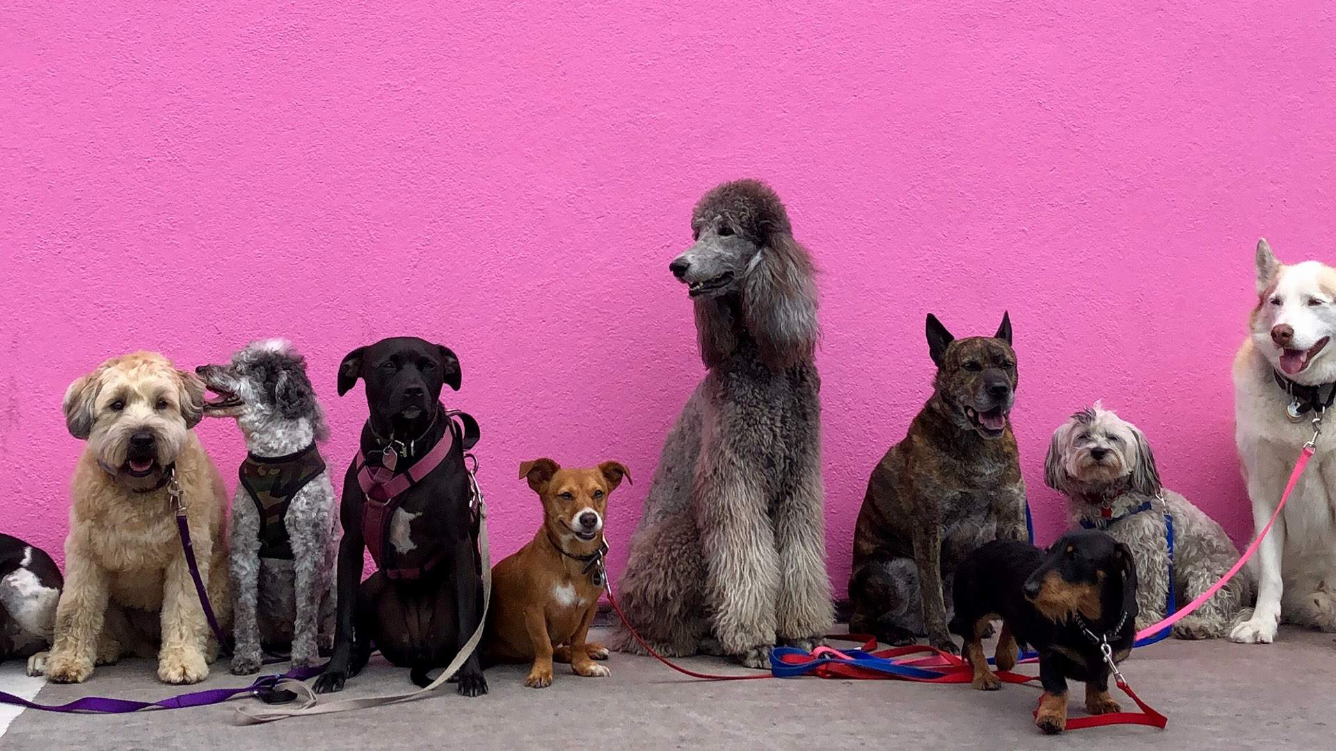 New York Is Getting an Adorable New Museum Dedicated to Dogs