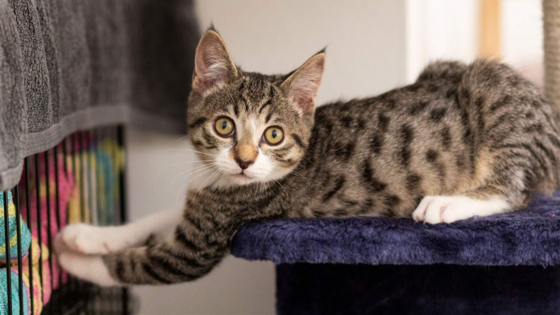 The RSPCA Wants You to Adopt an Animal This Weekend