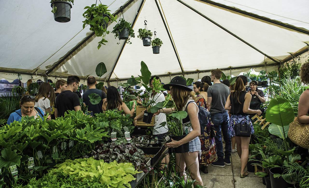 Jungle Collective 'Springtime Splendour' Indoor Plant Warehouse Sale