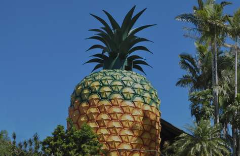 The Big Pineapple Is Set to Score a Zipline, Water Park and Craft Brewery as Part of a $150 Million Revamp