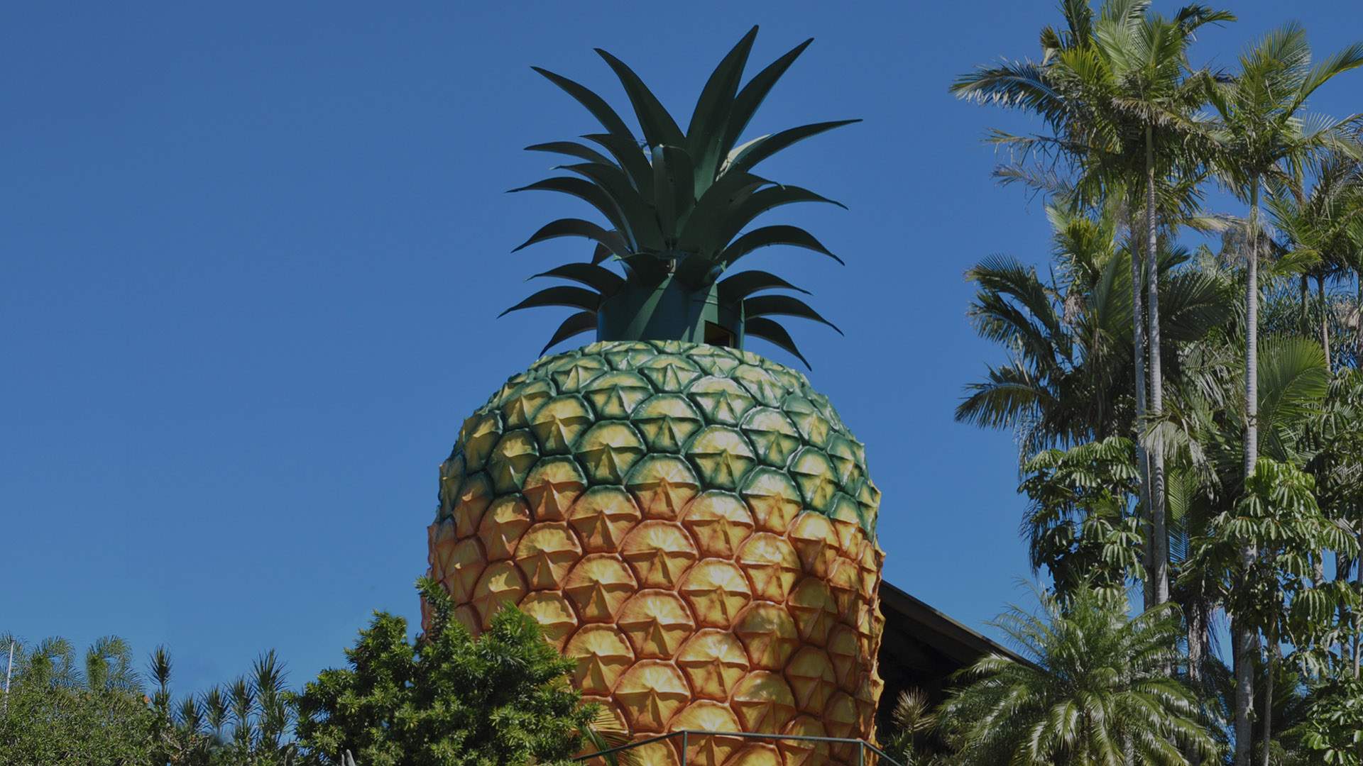 The Big Pineapple Is Set to Score a Zipline, Water Park and Craft Brewery as Part of a $150 Million Revamp