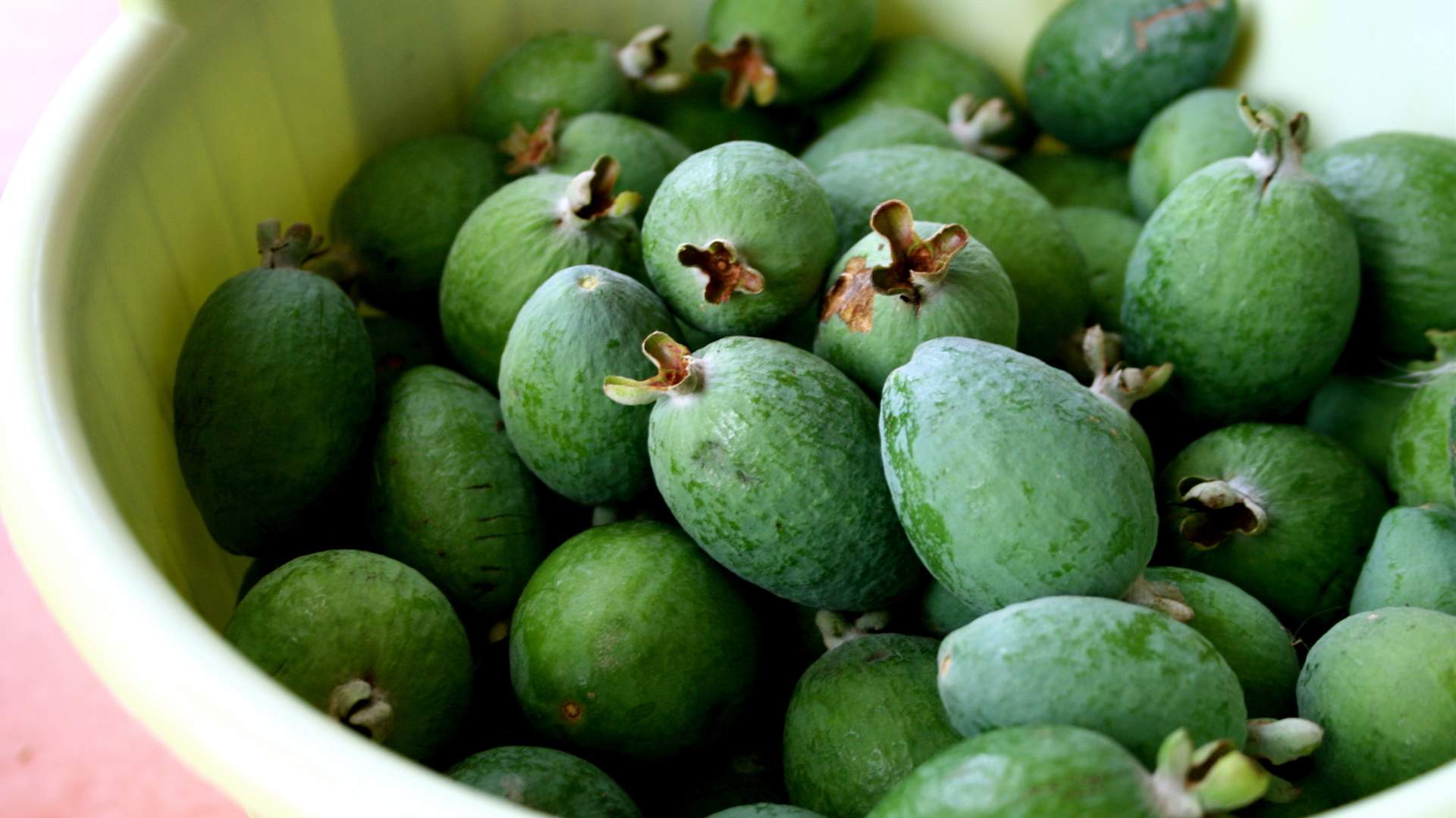 The Feijoa Fest 2019, Auckland